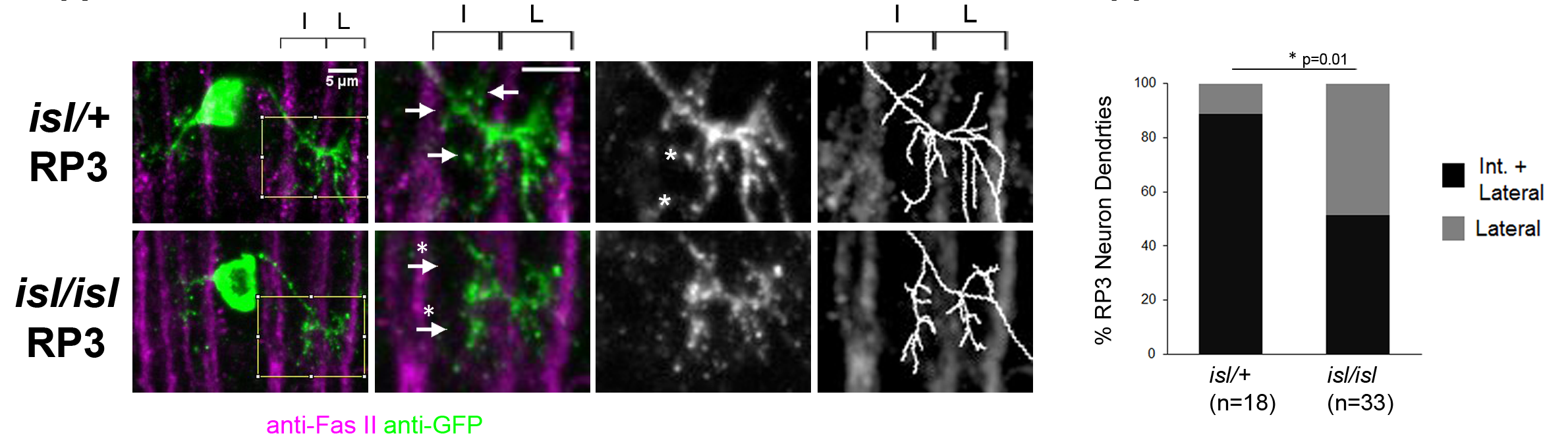 Single motor neuron labeling reveals dendritic architecture