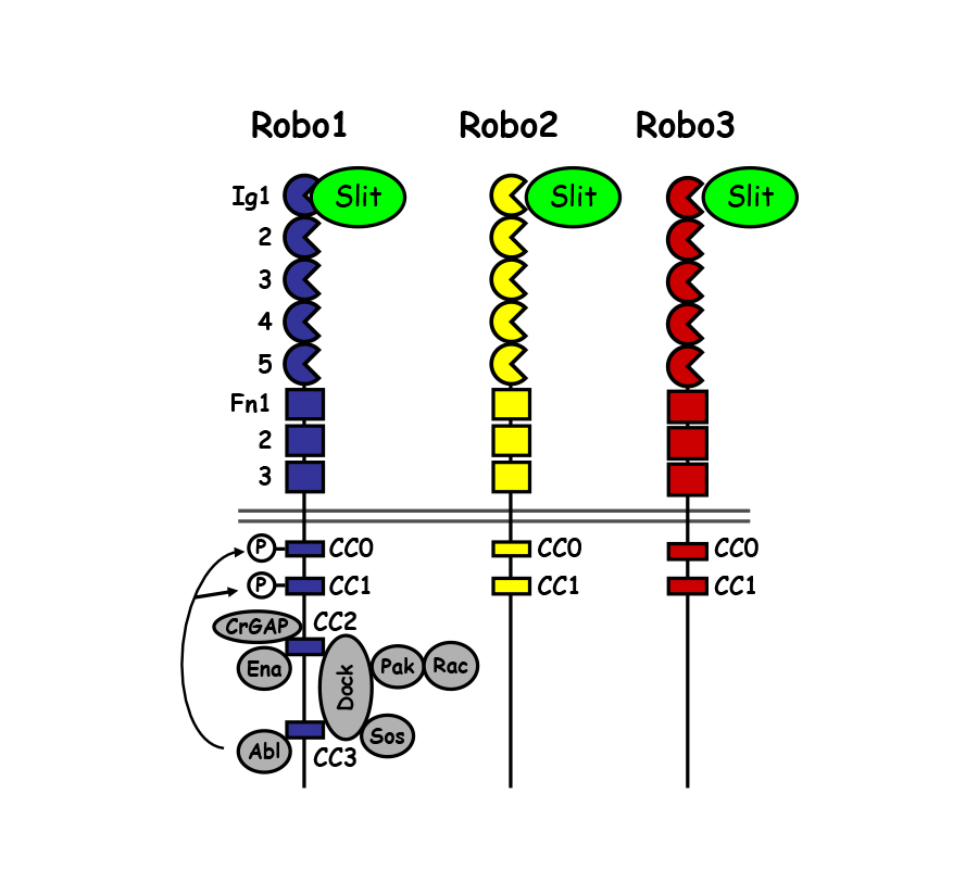 Domain structure of the Drosophila Robo receptors