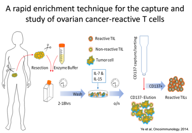 technique to study ovarian cancer-reactive T cells