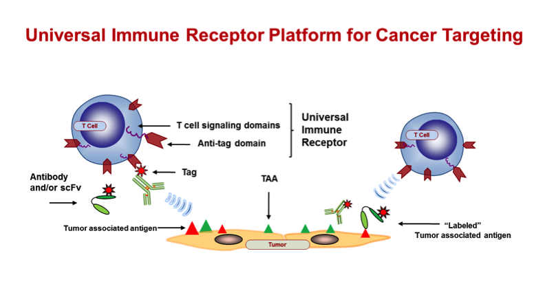 universal immune receptor platform for cancer targeting