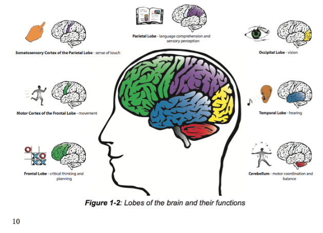 High School Neuroscience Textbook