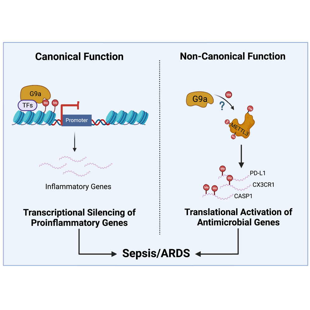 Graphical abstract showing canonical and non-canonical function of histone metyltransferase G9a in the translational regulation of chronic inflamation 