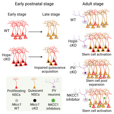 Graphical abstract showing roles of NKCC1 in regulating neural stem cell quiescence in in the hippocampal dentate gyrus