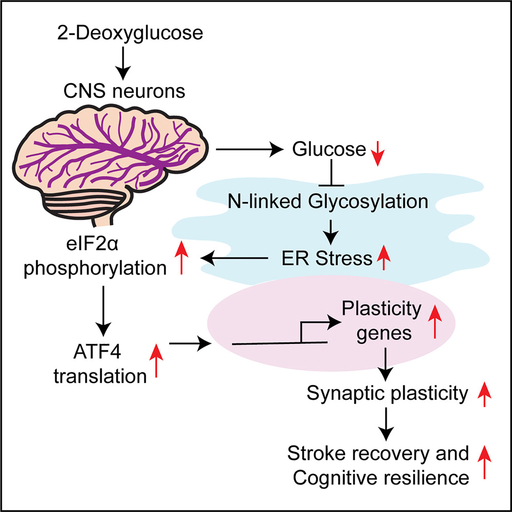 Graphical Abstract showing how 2-Deoxyglucose drives plasticity via an adaptive ER stress-AT4 pathway