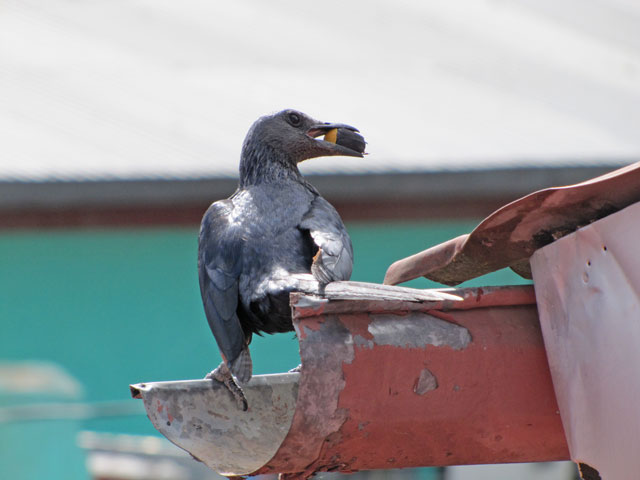 Bird in Harar