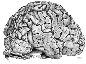 Sketch of brain