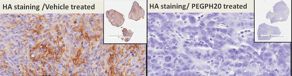 HA staining models