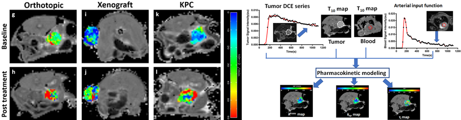 pharmakokinetic modeling