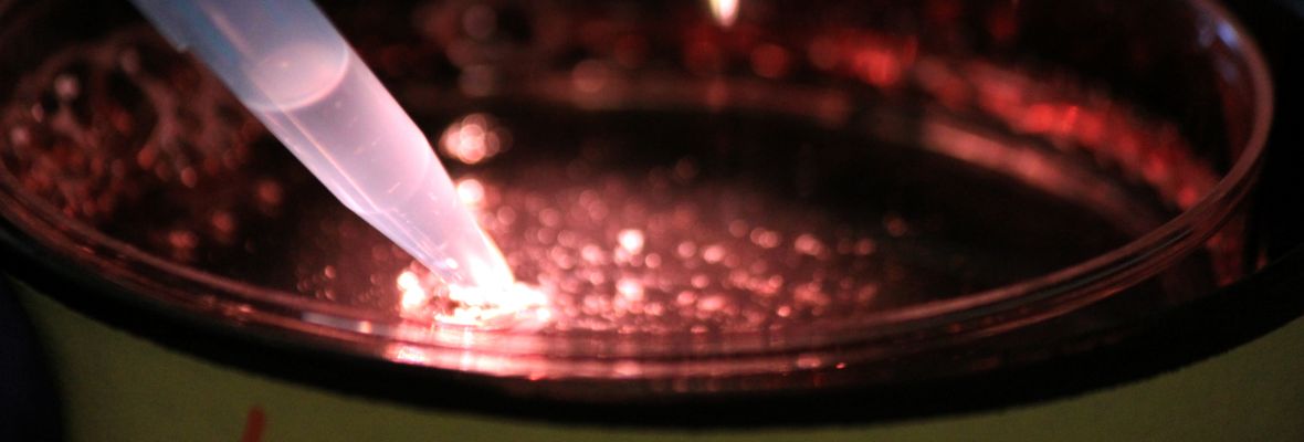 Close up of a Petri Dish Banner Image