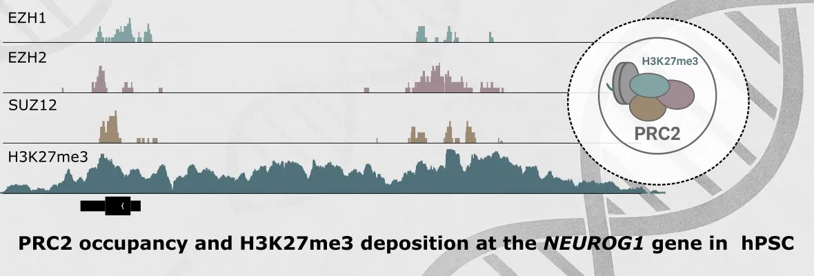 Diagram depicting PRC2's occupancy and H3K27me3 deposition at the NEUROG1 gene in hPSCs