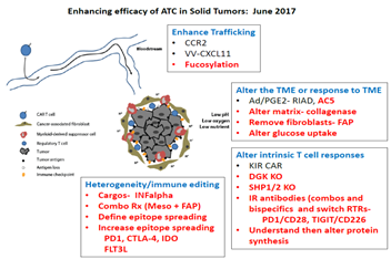 Enhancing ATC Solid Tumors
