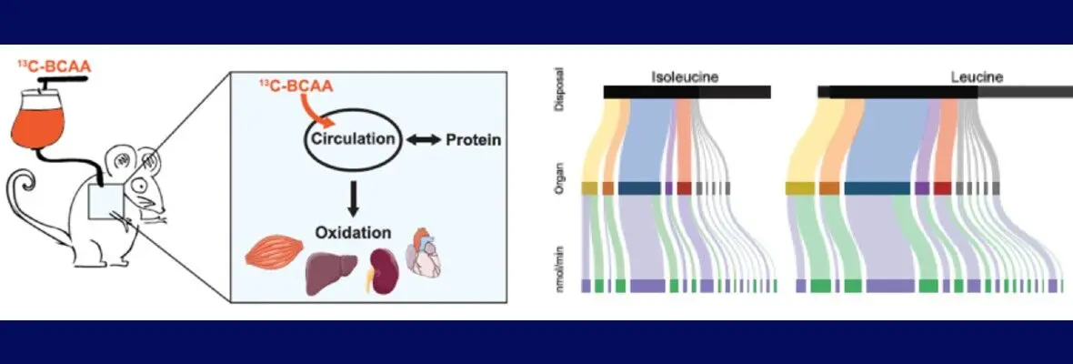 scientific illustration from Arany lab publication.