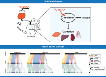 Scientific drawing showing infusion of C-BCAA and fate of BCAAs in Health