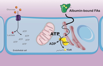 scientific illustration of cell metabolism