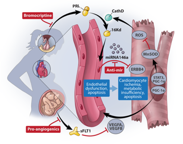 Scientific illustration of pregnant women and cycles causing cardiomyopathy,