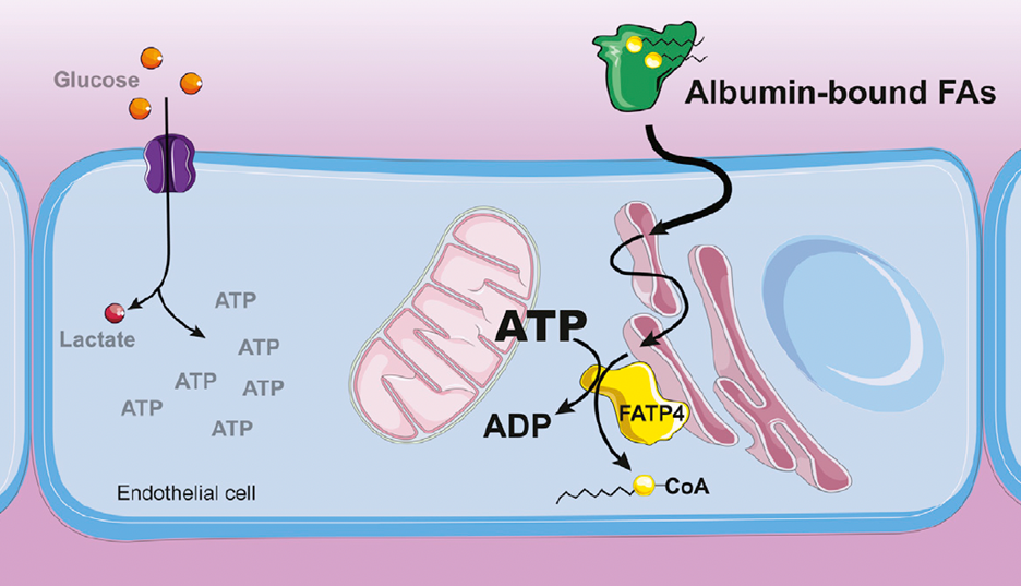 illustration of endothelial metabolism