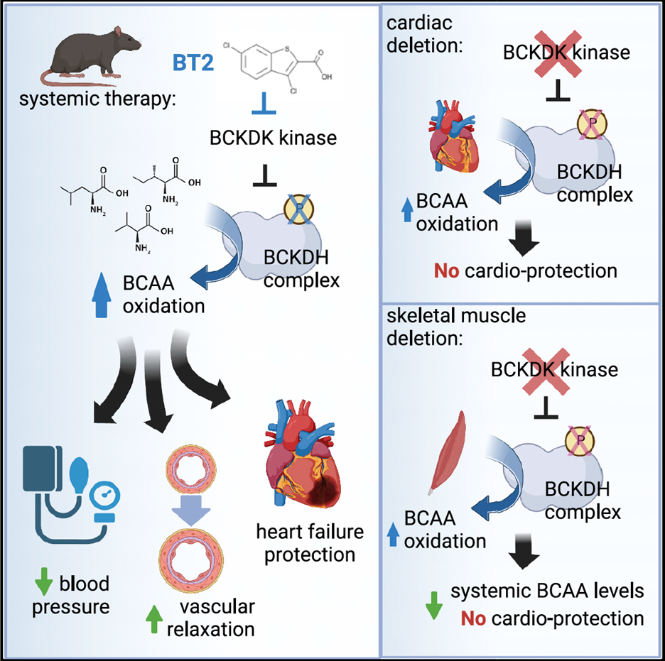 illustration of BCAA