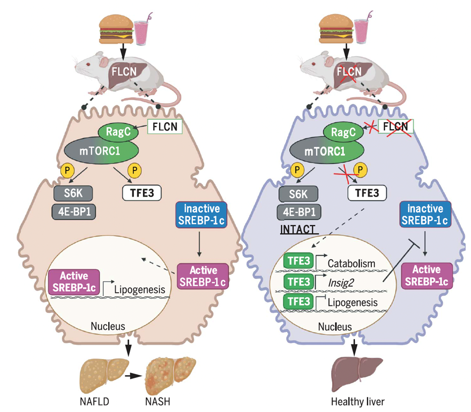 illustration of mTOR