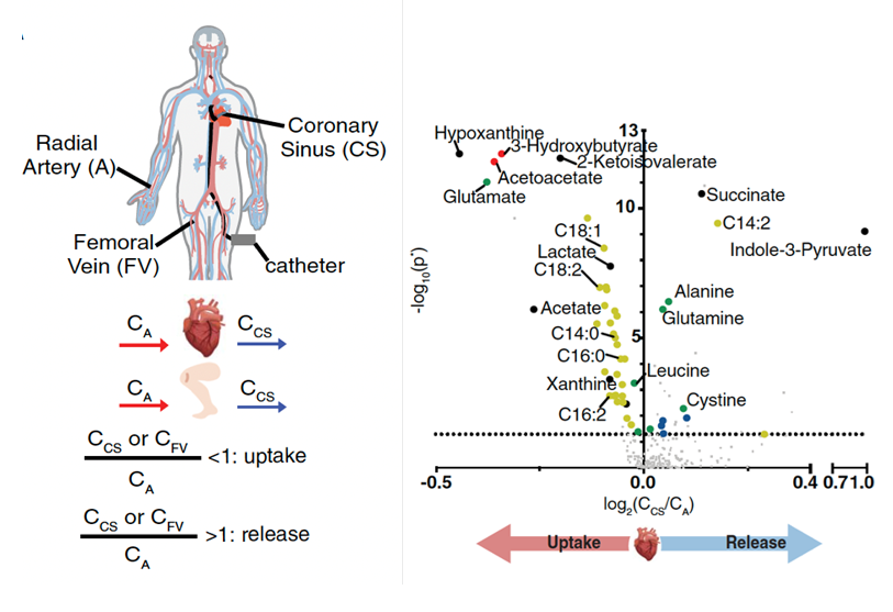 2 side by side illustrations of metabolism