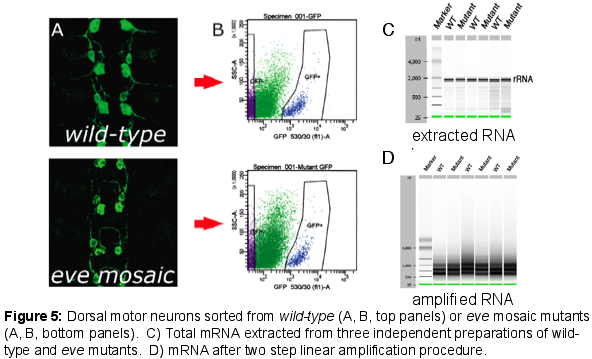 FACs isolation of embryonic motor neurons