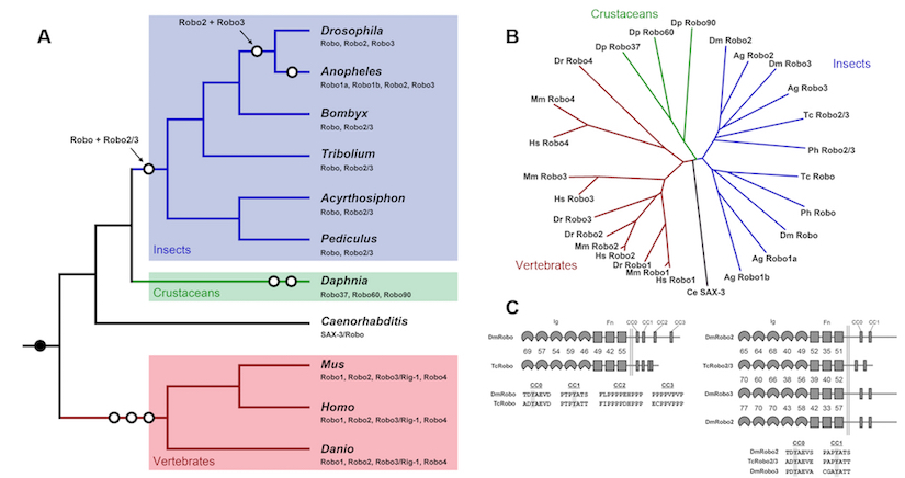 A cladogram of Robo receptors