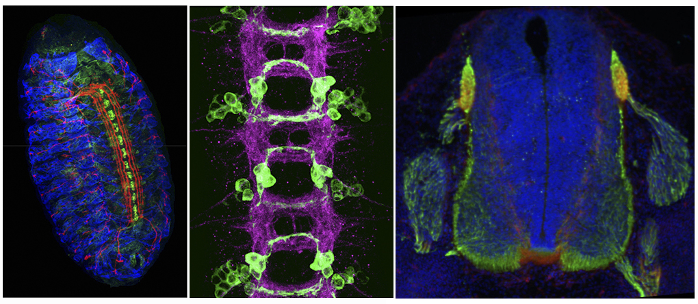 Images of Drosophila embryos and mouse spinal cord