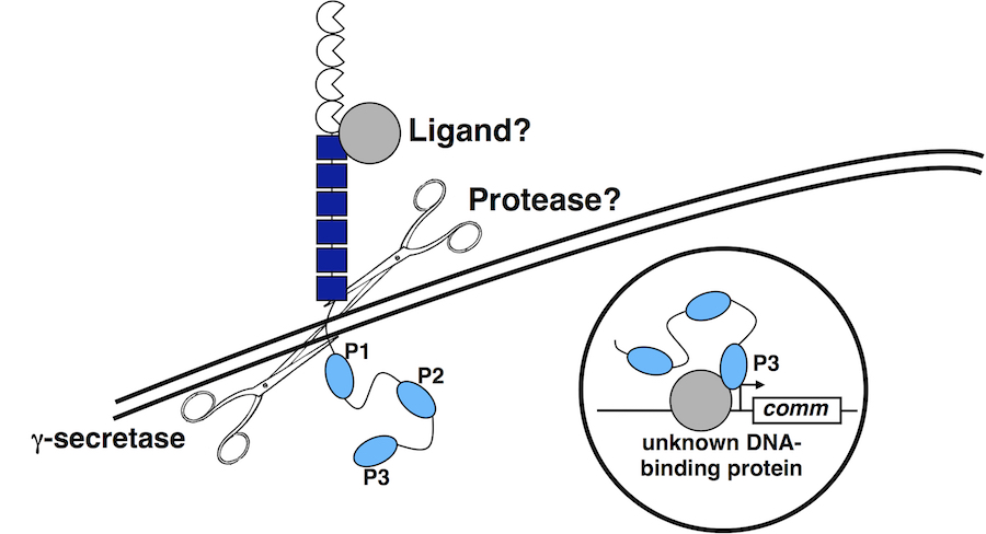 Fra as a transcriptional activator