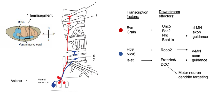 Transcription Factors and Motor Axon Guidance