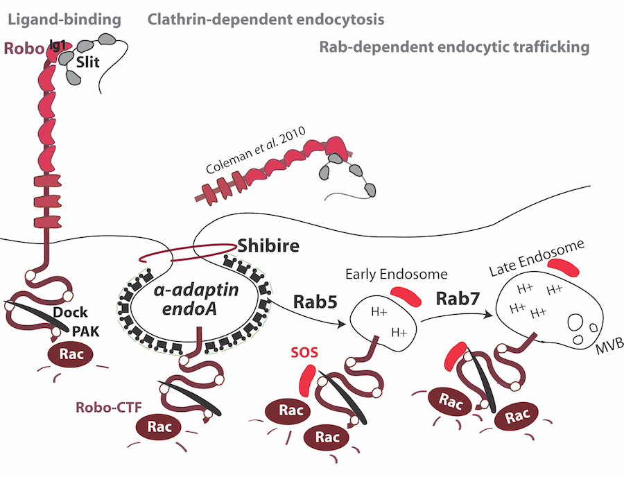 Robo receptor endocytosis and signaling