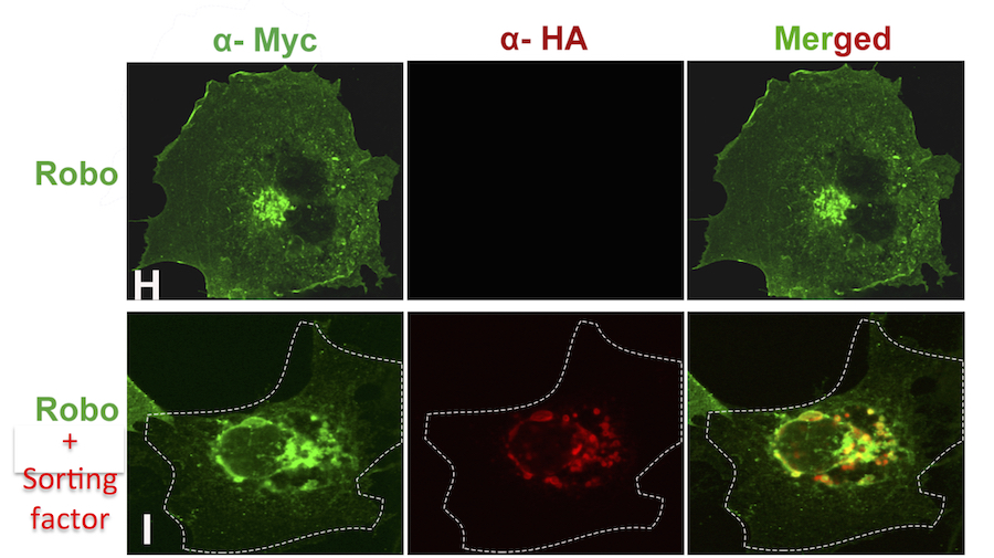 Regulation of Robo trafficking in mammalian cells