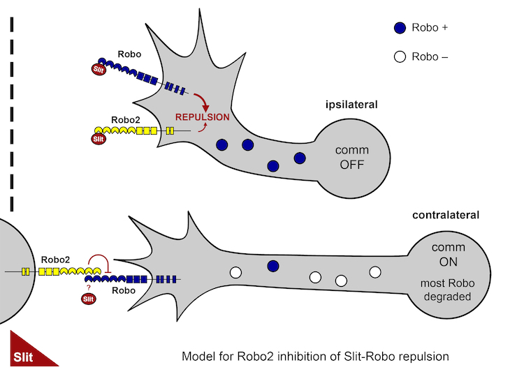 A model for how Robo2 inhibits Robo1 prior to midline crossing