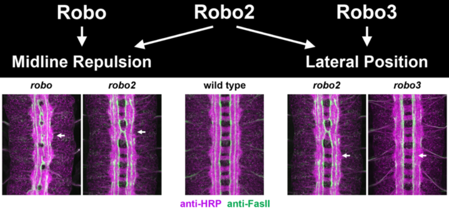 Distinct functions of Fly Robo Receptors