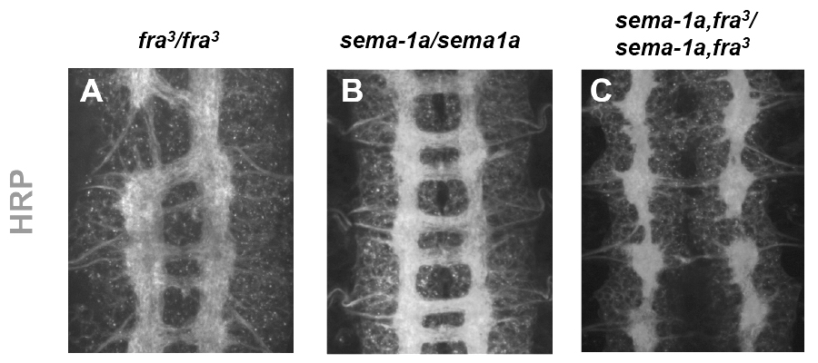 Fra, Semaphorin double mutants have severe midline crossing defects