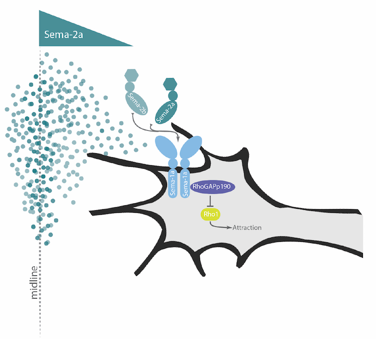 Semaphorin-1a signals to promote midline axon attraction