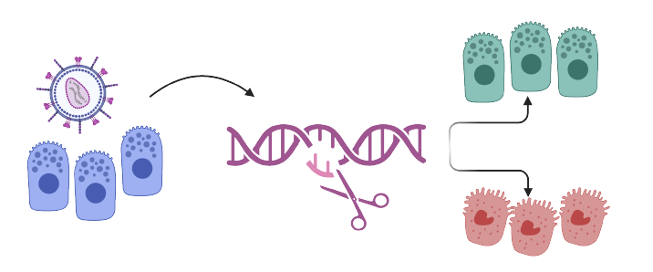 Diagram of genomic editing of cells resulting in cellular fate change 