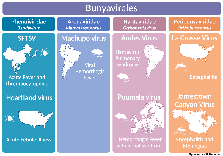 This figure breaks down the bunyavirales order into 4 columns, each with a different family and genus. The first column lists two viruses in the Phenuiviridae family and bandavirus genus. SFTSV is pictured with a map of Asia, a tick, and the words acute fever and thrombocytopenia. Heartland virus is pictured with the United States, a tick, and acute febrile illness. The second column shows one virus in the arenaviridae family and mammarenavirus genus. Machupo virus is shown with a map of South America, a mouse, and viral hemorrhagic fever. The third column shows two viruses in the Hantaviridae family and orthohantavirus genus. Andes Virus is pictured with a mouse, South America, and hantavirus pulmonary syndrome. Puumala virus is pictured with a mouse, a map of Europe, and hemorrhagic fever with renal syndrome. The last column lists two viruses in the peribunyaviridae family and orthobunyavirus genus. La crosse virus is shown with a map of the United States, a mosquito, and the word encephalitis. Jamestown canyon virus is pictured with a map of North America, a mosquito, and the words encephalitis and meningitis. 