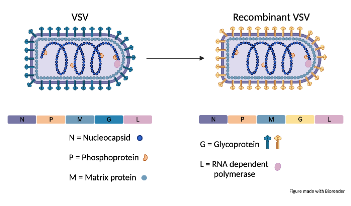 A VSV virus illustration is pictured with blue glycoproteins on the surface. Underneath the virus are 5 boxes with the letters N,P,M,G, and L to illustrate the VSV genome. N stands for nucleocapsid, P for phosphoprotein, M for matrix protein, G for glycoprotein, and L for RNA dependent polymerase. There is an arrow to a second virus listed as recombinant VSV. The glycoproteins on this VSV virus are yellow. Additionally, the color of the G box underneath the virus has changed from blue to yellow to correspond with the glycoprotein change. 