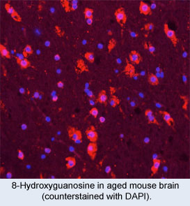 Nitrotyrosine in aged mouse brain