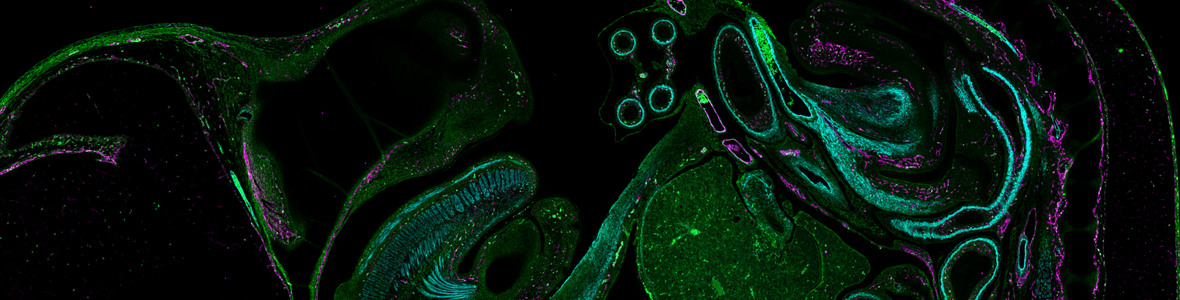 Mouse Embryo