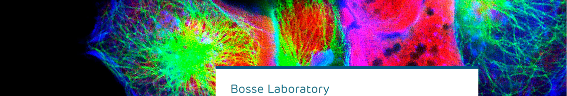 Bosse Laboratory Website