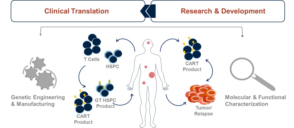 Flowchart illustrating the process from genetic engineering and manufacturing of cell products to their use in clinical translation and research for cancer treatment and relapse monitoring.