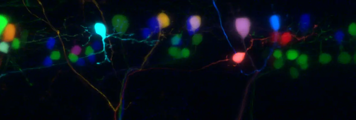 Zebrafish Brainbow