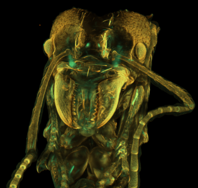 Leafcutter Ant Embryo - Lightsheet