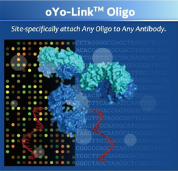 oYo-Link oligo graphic