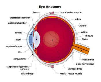 Eye anatomy