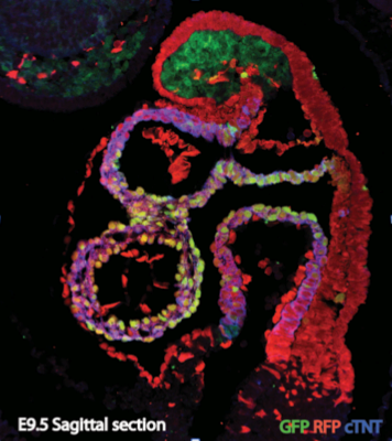 Histology Research