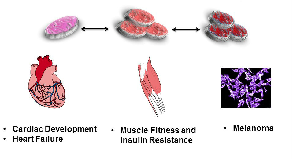 Kelly Lab Research