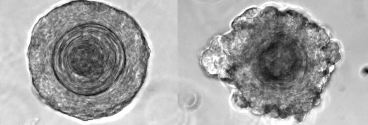 Mouse Colonoscope Images