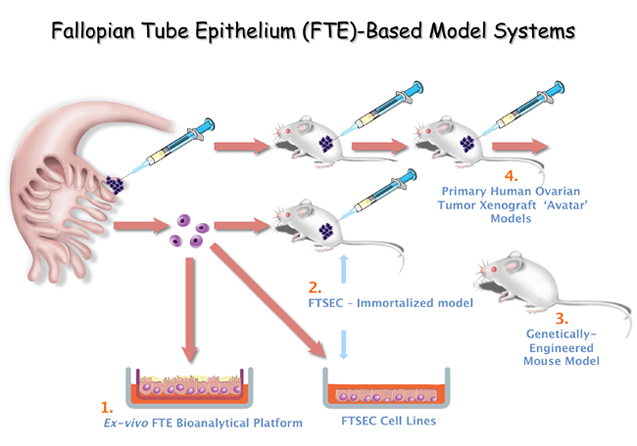 Fallopian Tube Epithelium (FTE)-Based Model Sytems