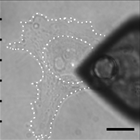 Description: AFM engaging with cell to measure its elastic modulus via force spectroscopy